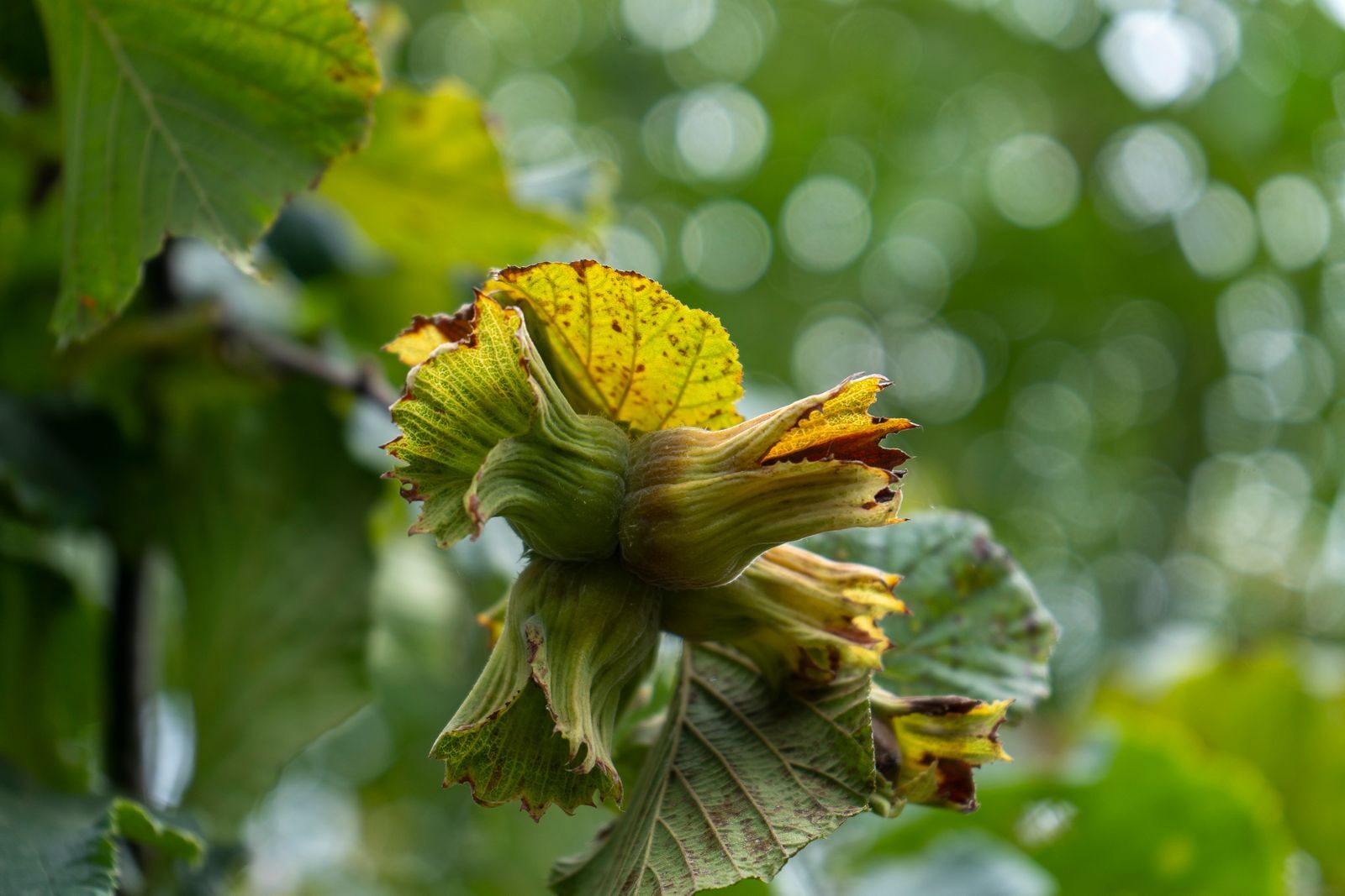 Hazelnuts ripening on the branch