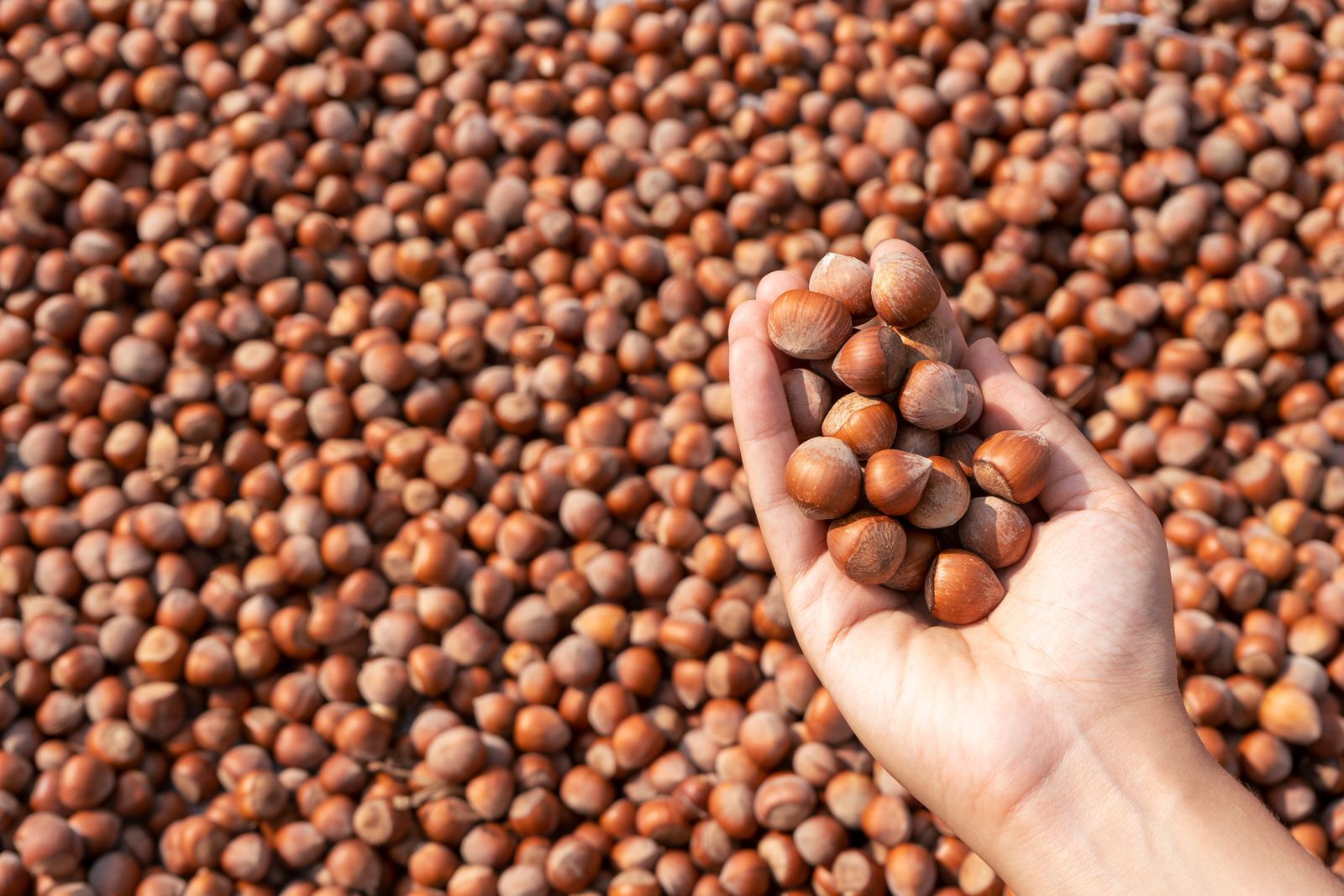A hand holding freshly harvested hazelnuts