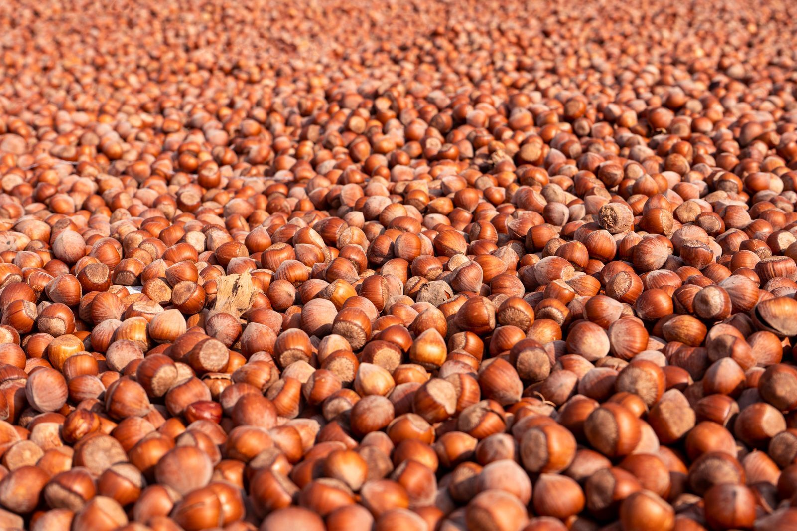 Freshly harvested hazelnuts spread out to dry
