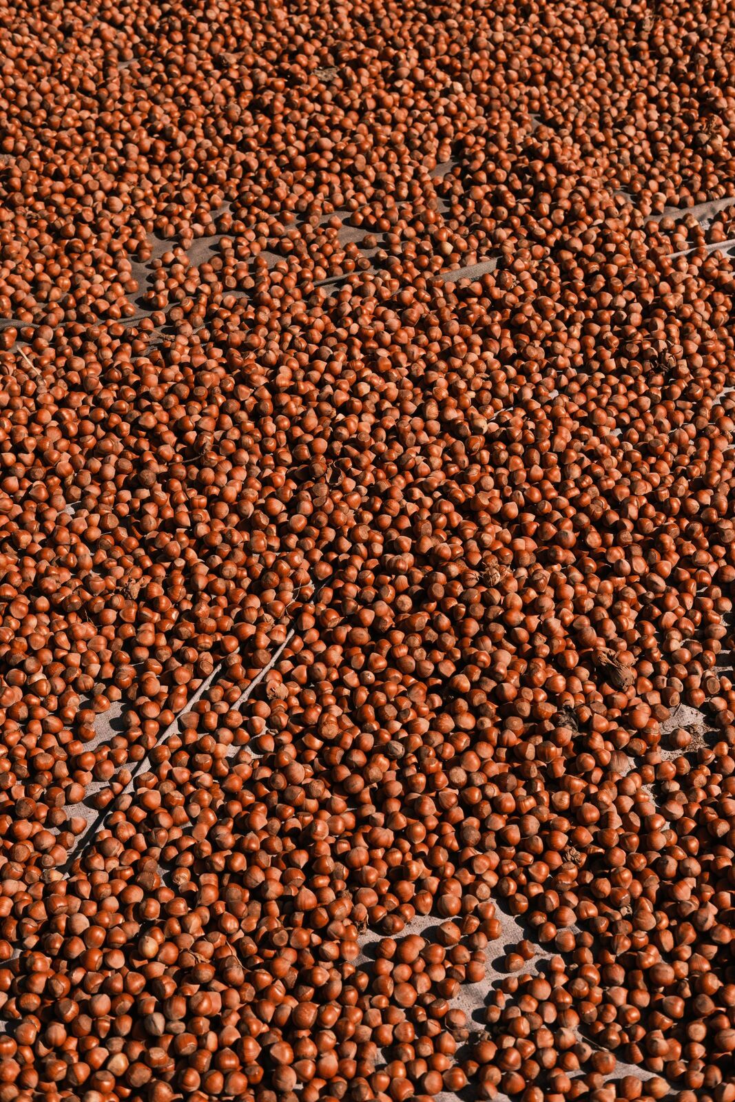 Hazelnuts spread out to dry on a harman in Giresun